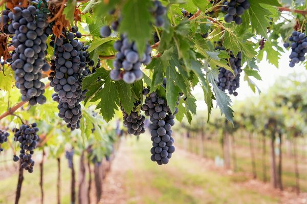 Quelles sont les meilleures destinations pour une immersion en viniculture dans la région de Bordeaux?
